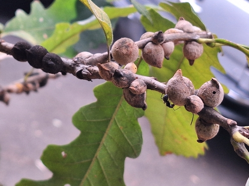 Oak Rough Bulletgall Wasp
