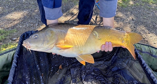 European Carp