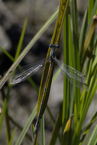Slender Spreadwing