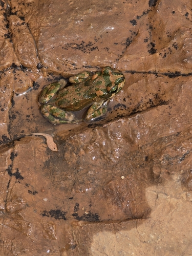 Brongersma's Toad