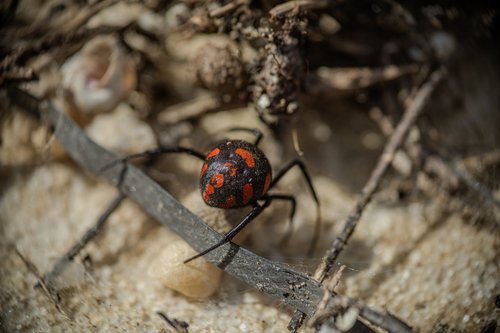 European Black Widow