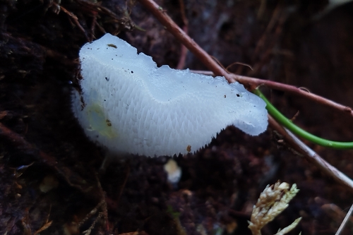 Toothed Jelly Fungus