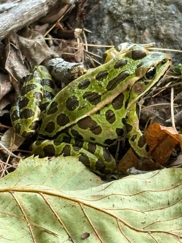 Northern Leopard Frog