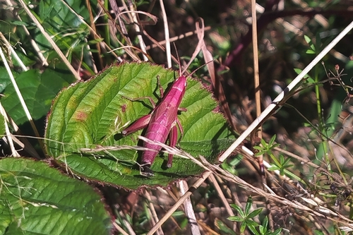 Gold Grasshopper
