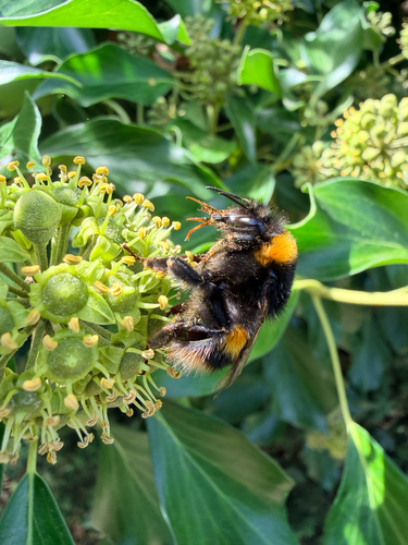 Buff-tailed Bumble Bee