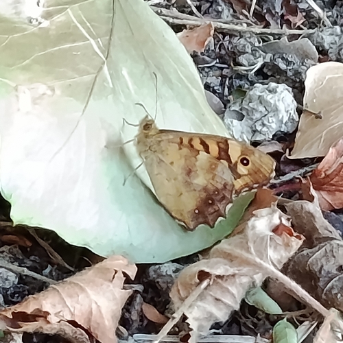 Speckled Wood