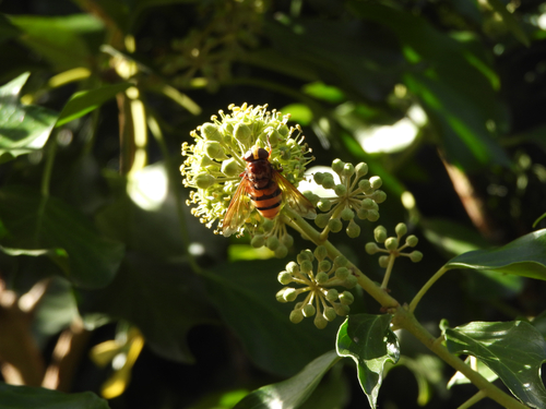 Hornet Mimic Hover Fly