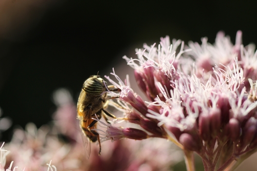 Stripe-eyed Lagoon Fly