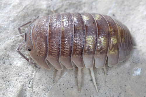 Granulated Pill Woodlouse