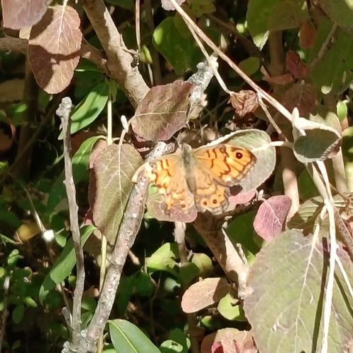 Wall Brown