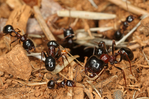 Wasmann's Harvester Ant