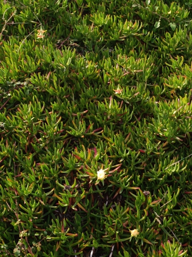 sea fig
