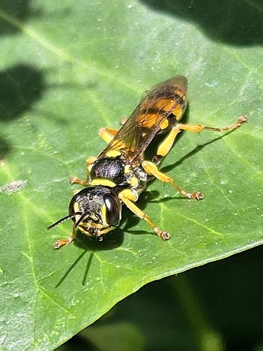 Field digger wasp