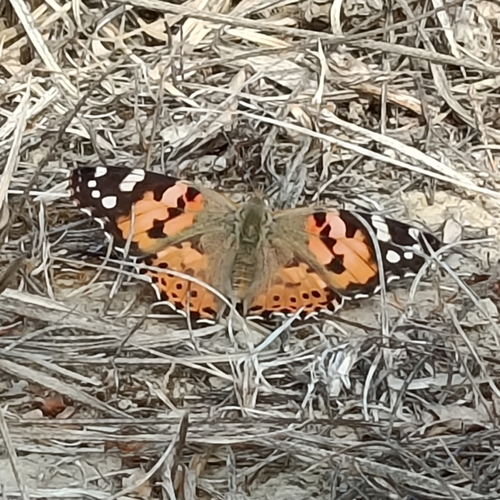 Painted Lady