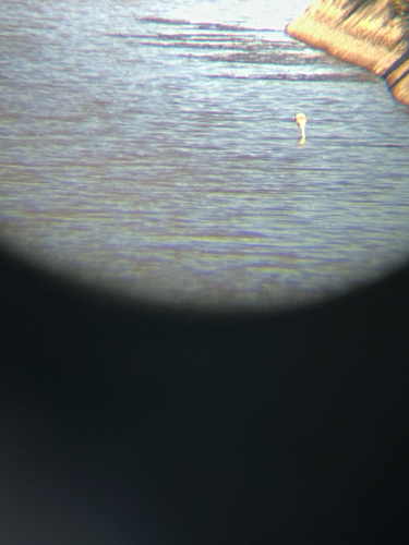 Greater Flamingo