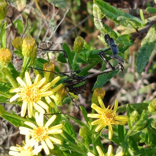 Mediterranean Conehead Mantis