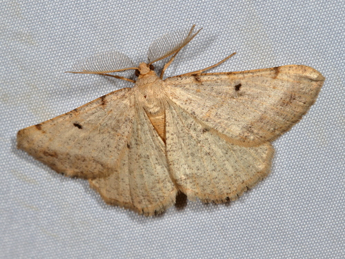 Bordered Grey