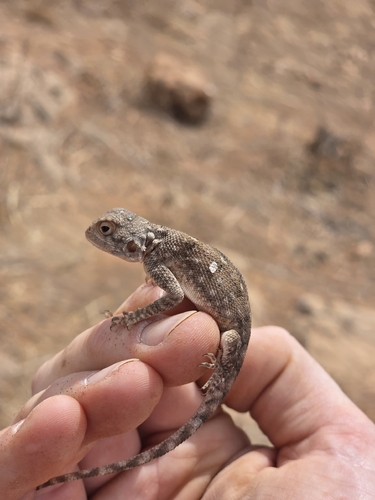 Bibron's Agama