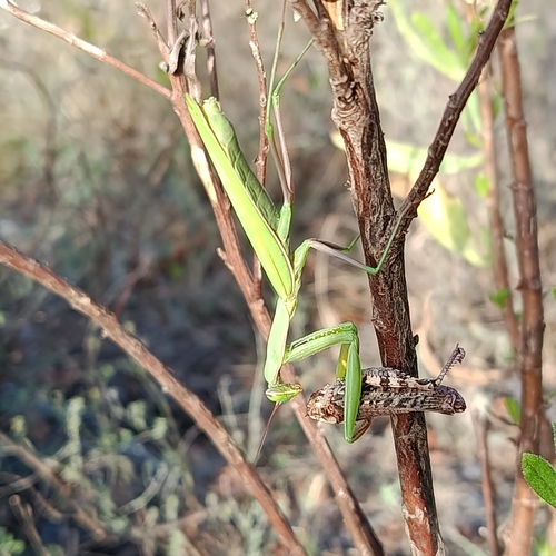 European Mantis