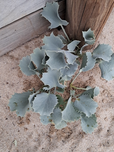 Sea Holly
