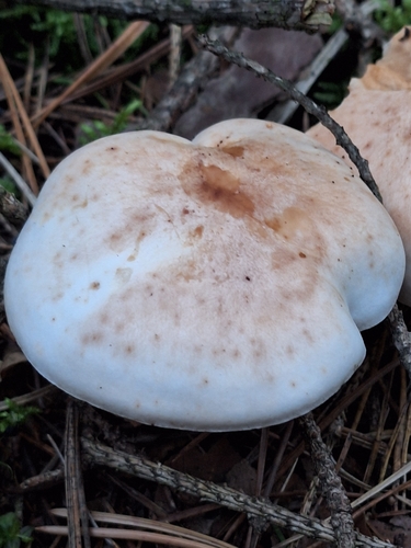 Spotted Collybia