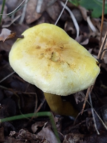 Sulphur Knight