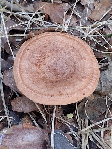Oakbug Milkcap