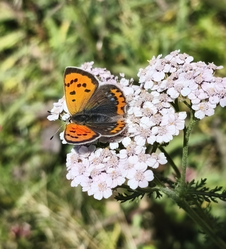 Small Copper