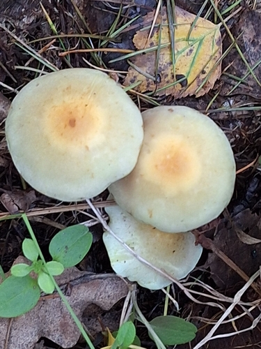 Sulphur Tuft