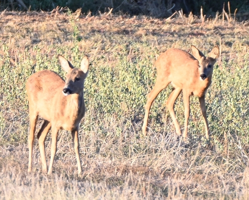 Western Roe Deer