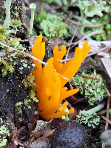 Jelly-antler
