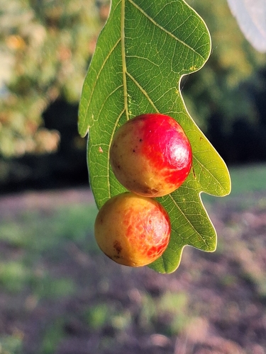 Cherry Gall Wasp