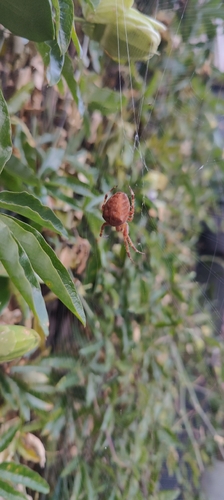 Cross Orbweaver