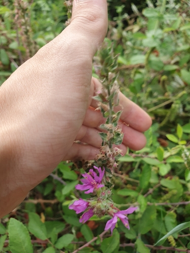 purple loosestrife