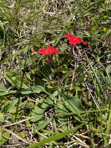 Peruvian Mock Vervain