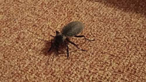 Leather Beetle