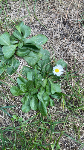 Lawn daisy
