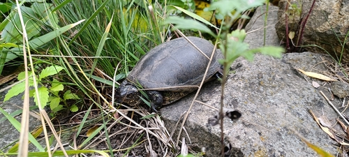 European Pond Turtle