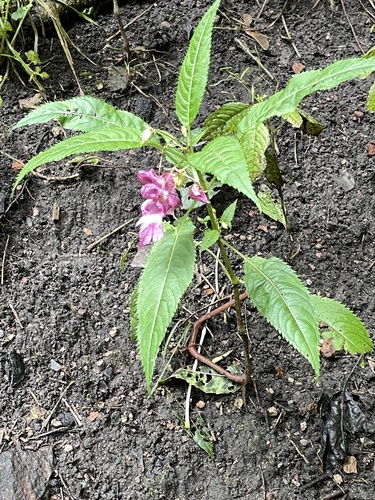 Himalayan balsam