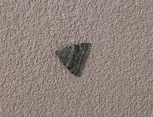 French Red Underwing