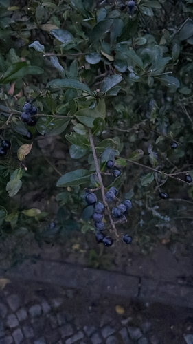 Common Privet