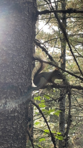 American Red Squirrel
