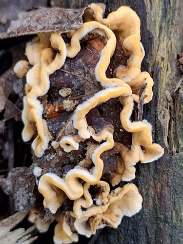 hairy curtain crust