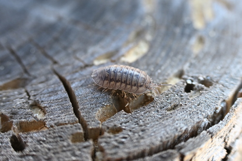 Nosy Pill Woodlouse