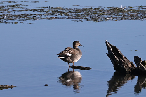 Gadwall