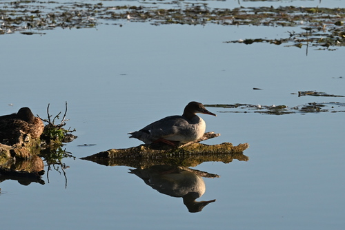 Common Merganser