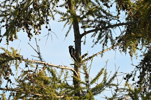 Great Spotted Woodpecker