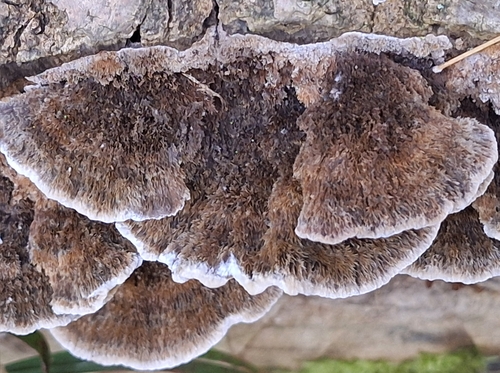 Brownflesh Bracket