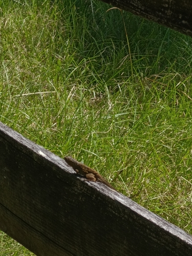 Eastern Fence Lizard