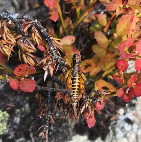 Common Mountain Grasshopper
